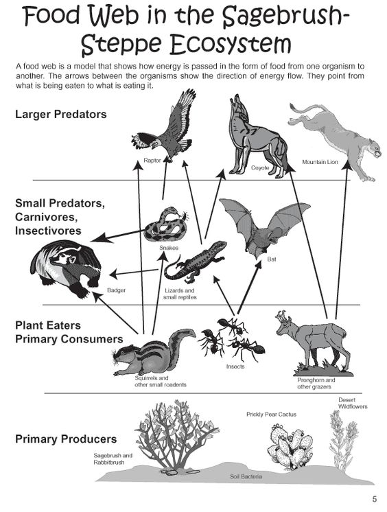 example of a food web in an ecosystem