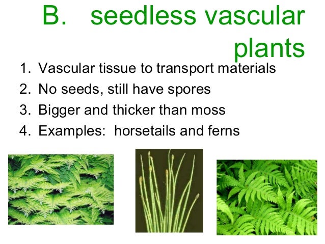 example of a seedless vascular plant