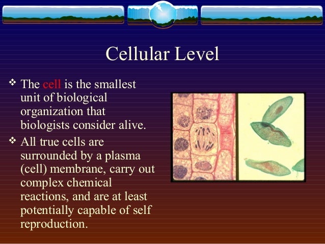 example of cell tissue organ organ system