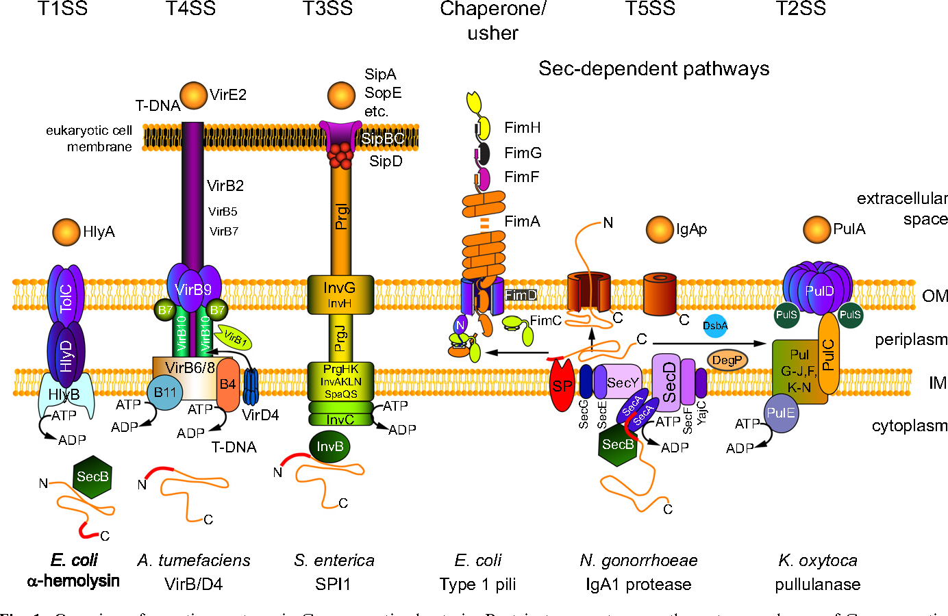 example of a bacterial ion channel and the bacterium