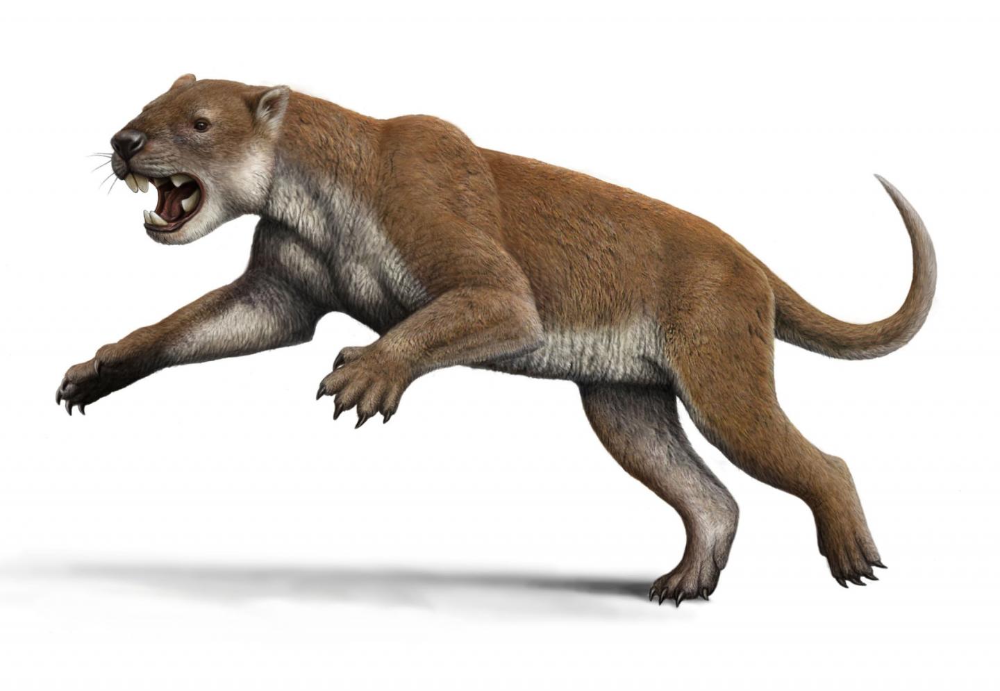 example if an asutralian marsupial