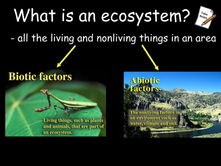 example of a ecosystem in biology