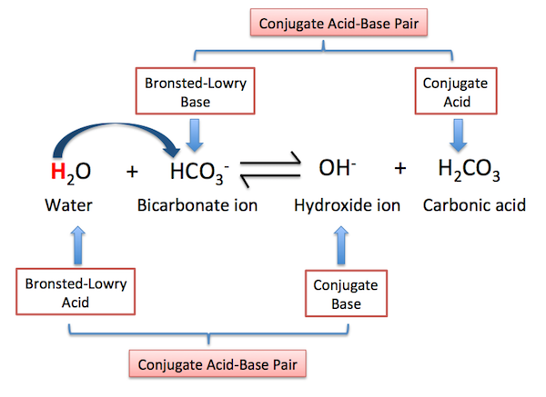 conjugate acid and base example