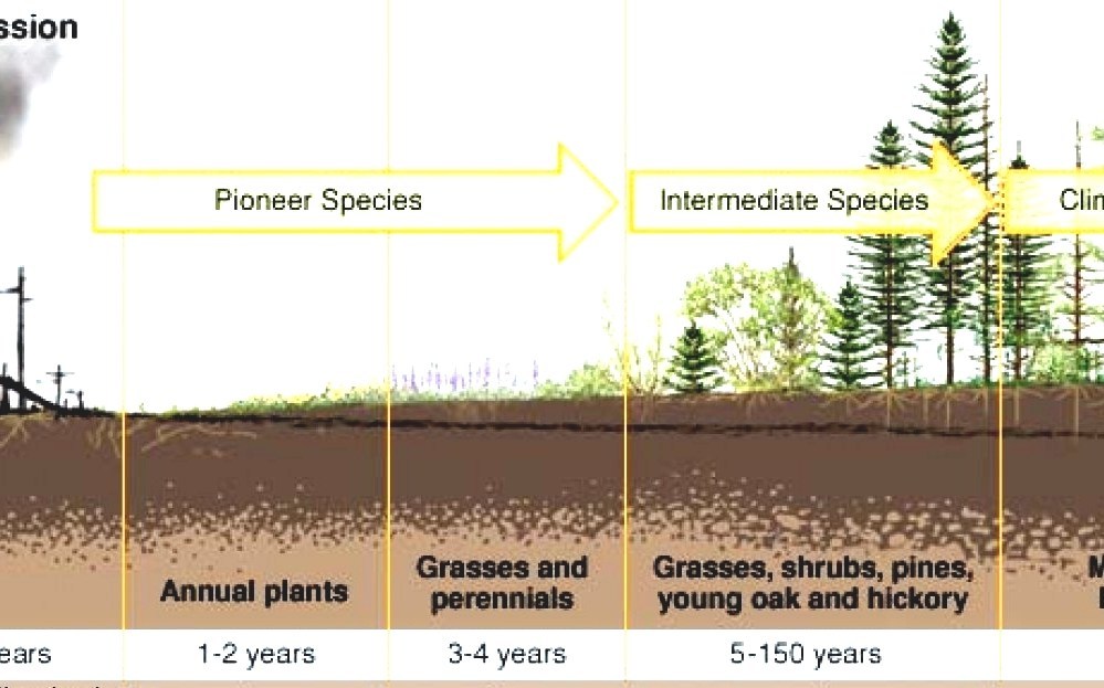 an example of ecological succession