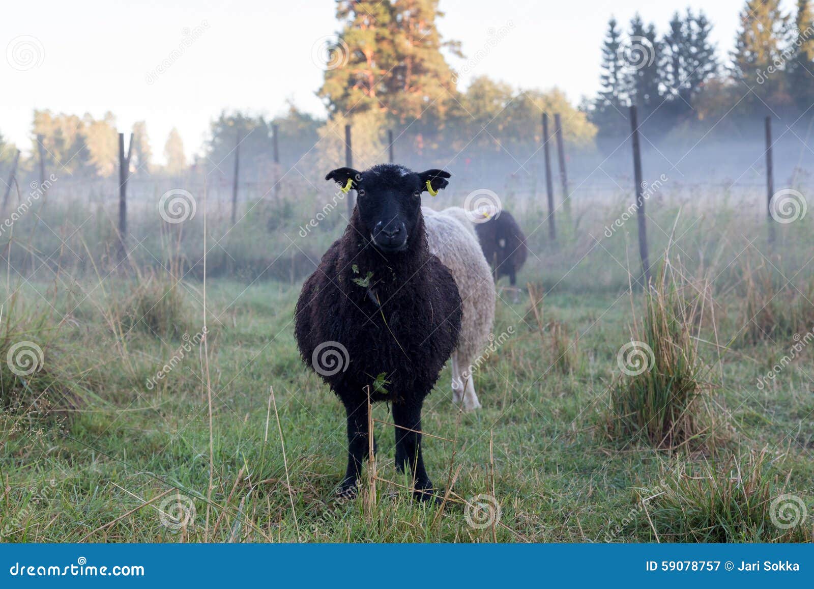 black sheep of the family example