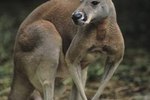 example if an asutralian marsupial
