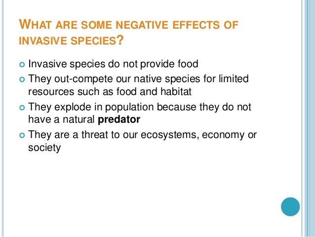 example of no negative outcome of introduced species