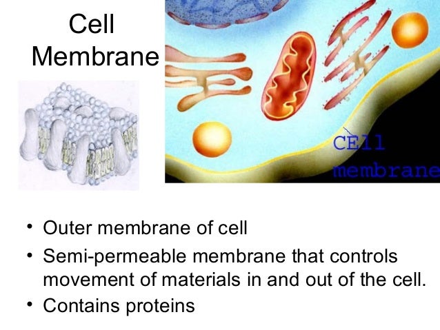 example of semi permeable membrane in your body