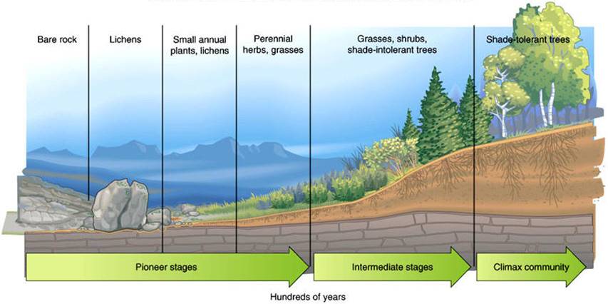 an example of ecological succession
