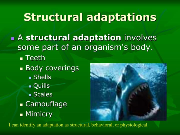 give an example of structural physiological and behavioral adaptations