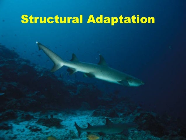 give an example of structural physiological and behavioral adaptations